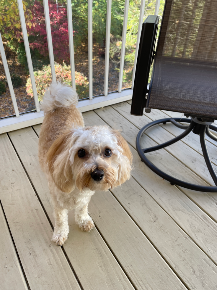Cute Maltipoo Pup in
