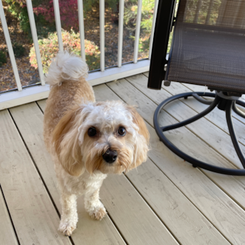 Cute Maltipoo Pup in
