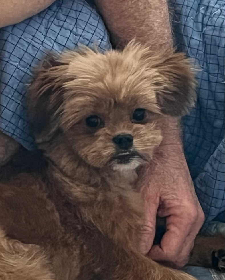 Friendly Shih Pom Pup
