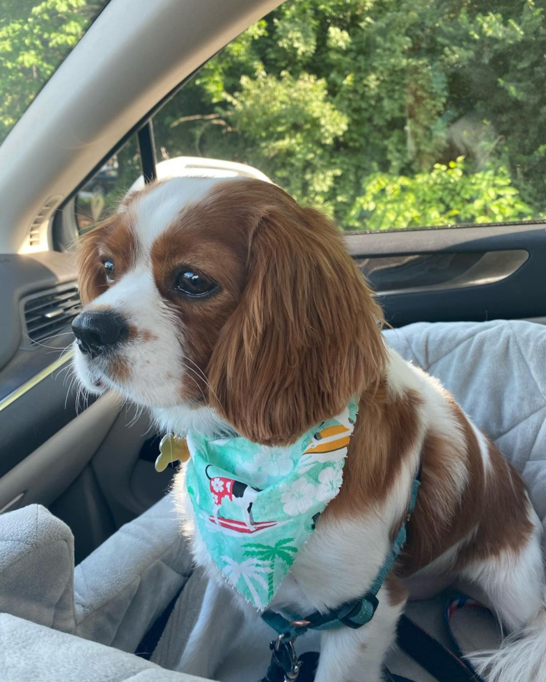 Friendly Cavalier King Charles Spaniel Pup