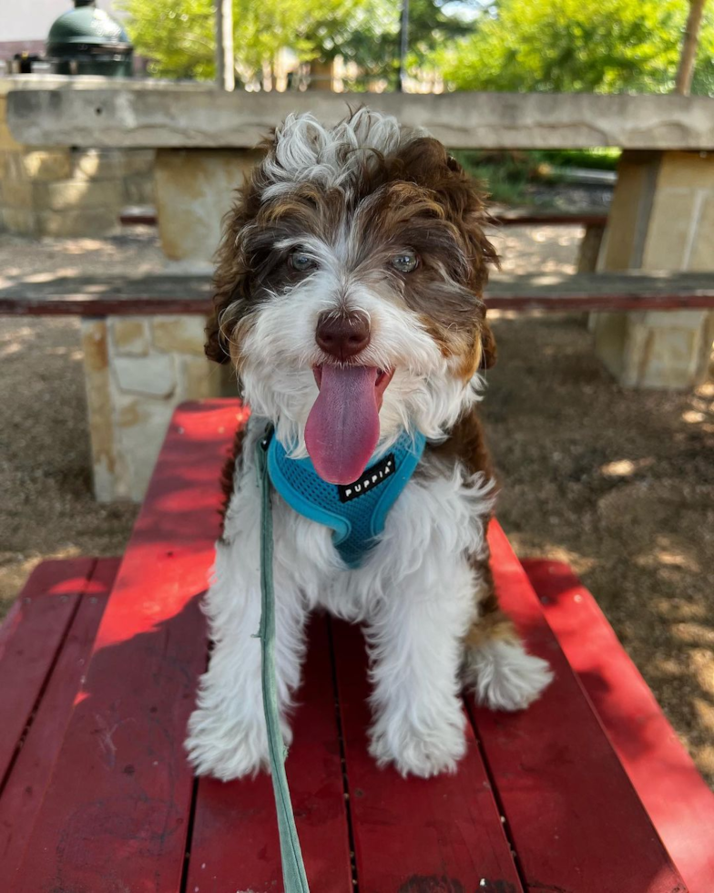 Fluffy Mini Aussiedoodle Poodle Mix Pup