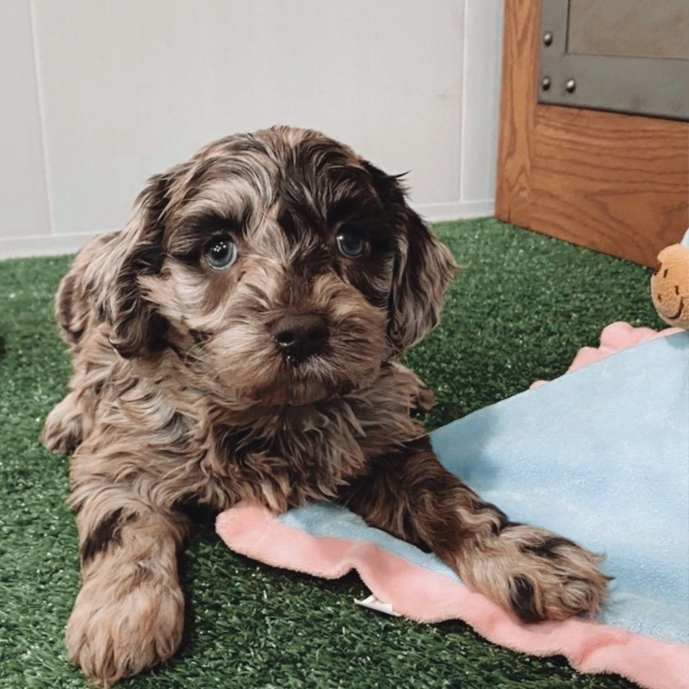 Hypoallergenic Labrador Poodle Mix Pup