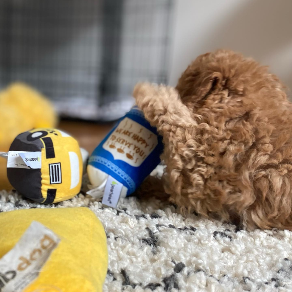 Mini Goldendoodle Being Cute