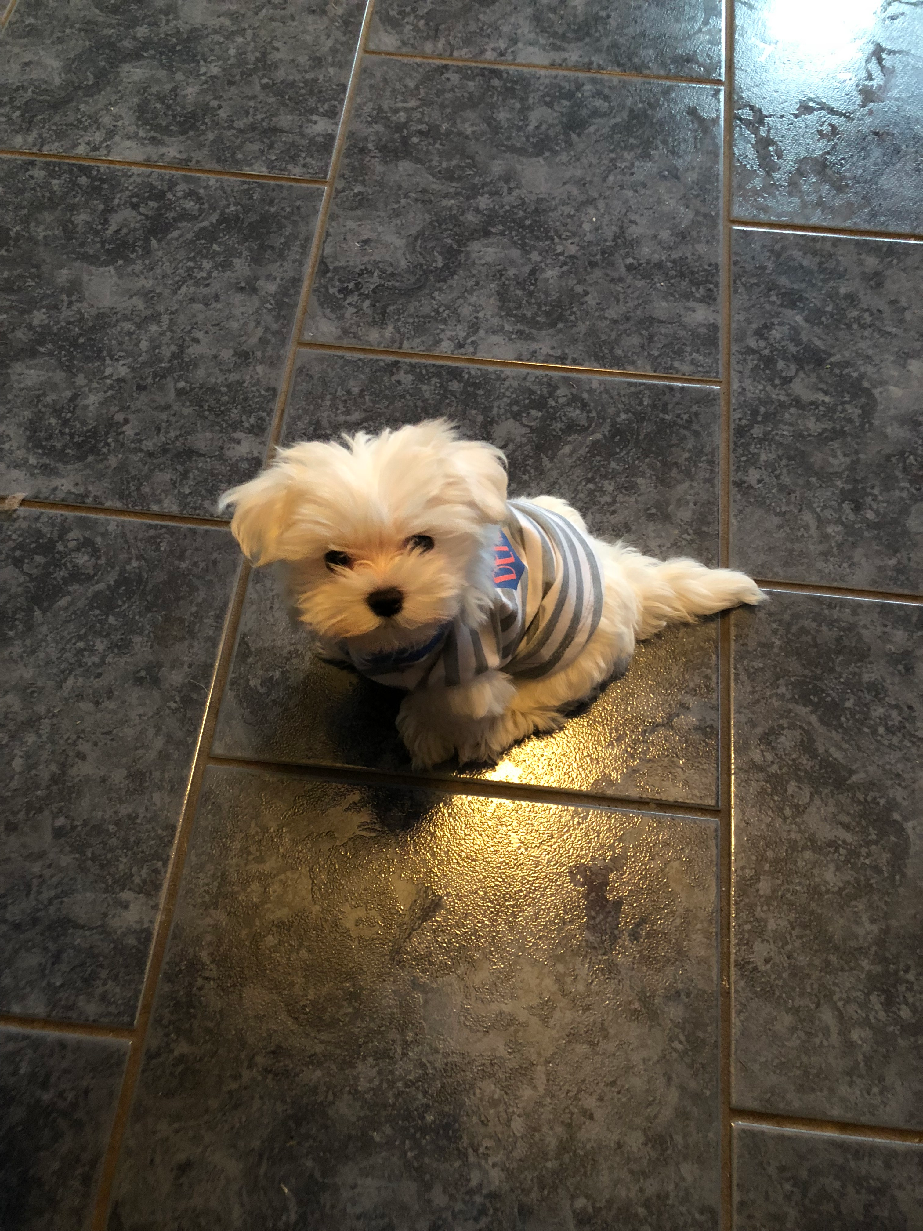 Small Maltese Baby