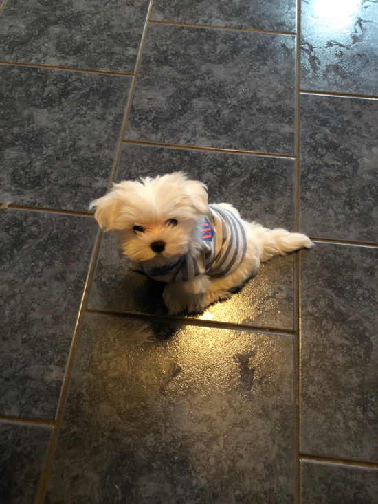 Sweet Maltese Pup in New York NY