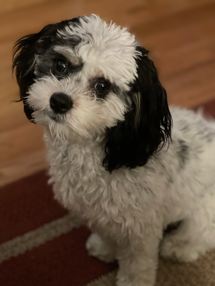 Small Cavachon Pup in San Jose CA