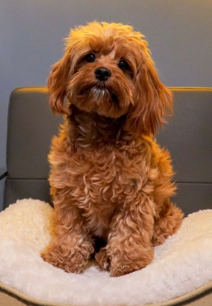 Hypoallergenic Cavoodle Poodle Mix Pup