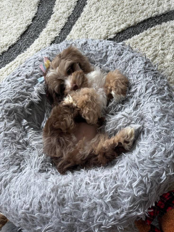 Mini Aussiedoodle Being Cute