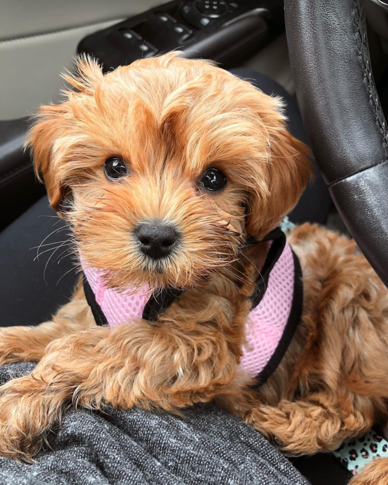 Cavapoo Being Cute