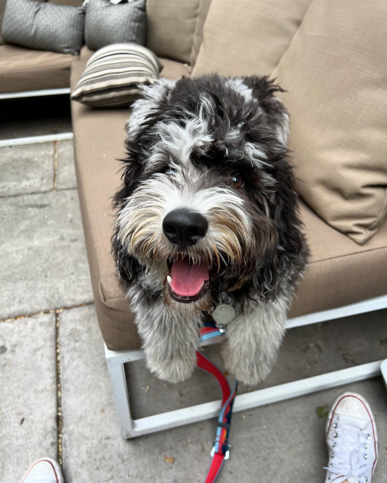 San Francisco Mini Portidoodle Pup