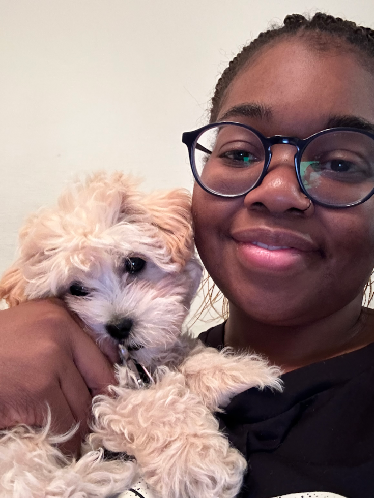 Popular Maltipoo Poodle Mix Pup