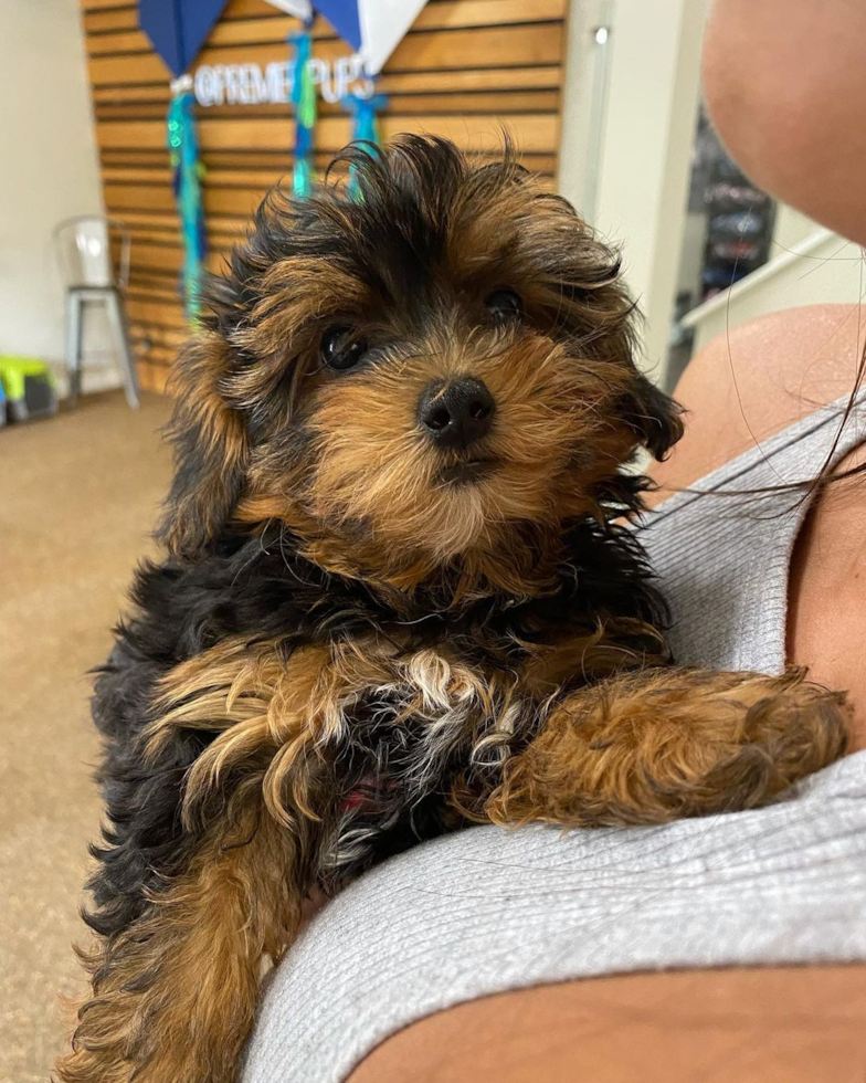 Louisville Yorkie Poo Pup