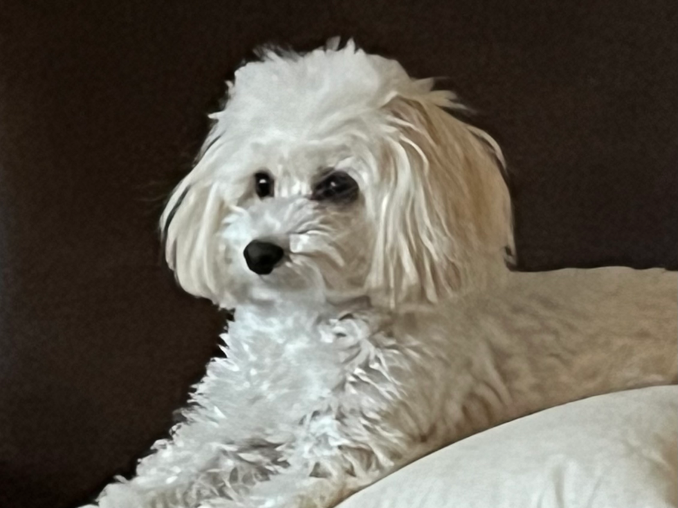 Petite Havapoo Poodle Mix Pup