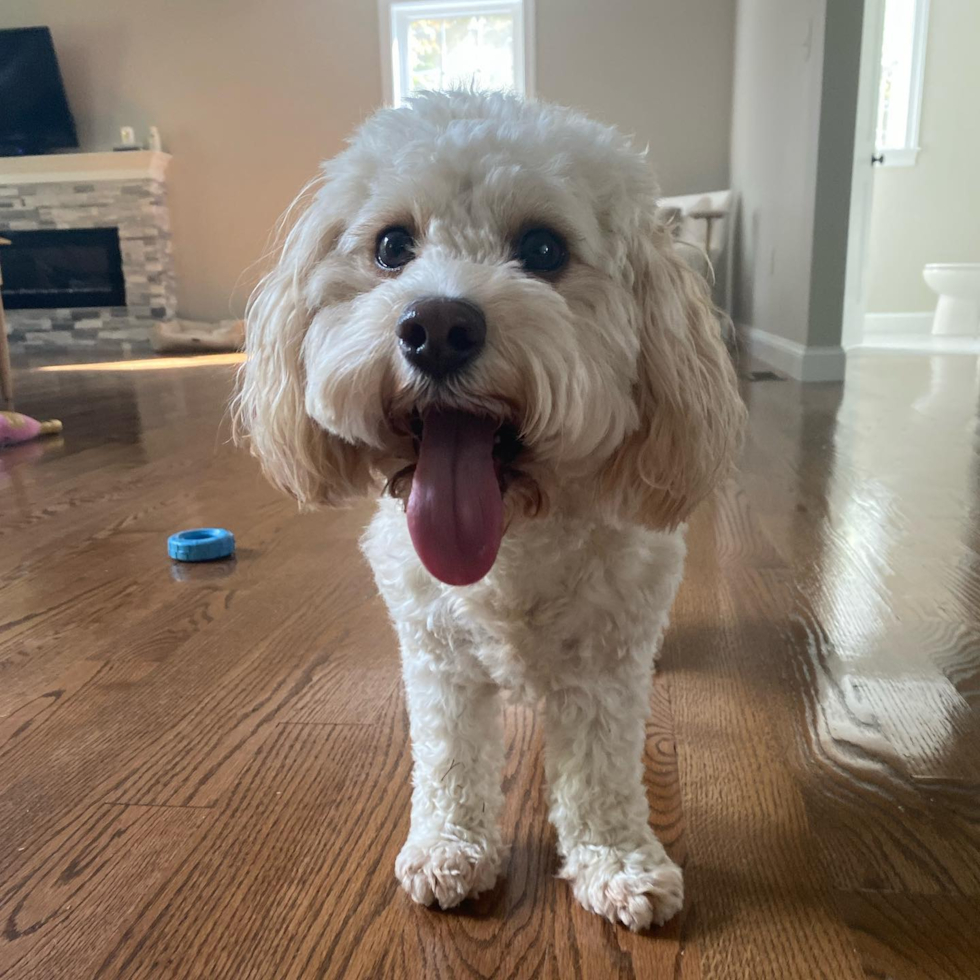 Cute Cavapoo Pup