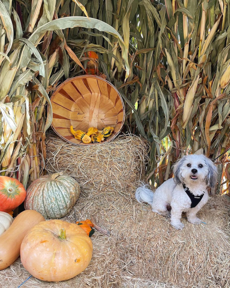 Little Shichon Designer Pup