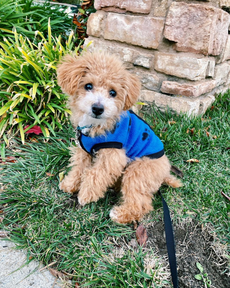 Smart Poochon Poodle Mix Pup