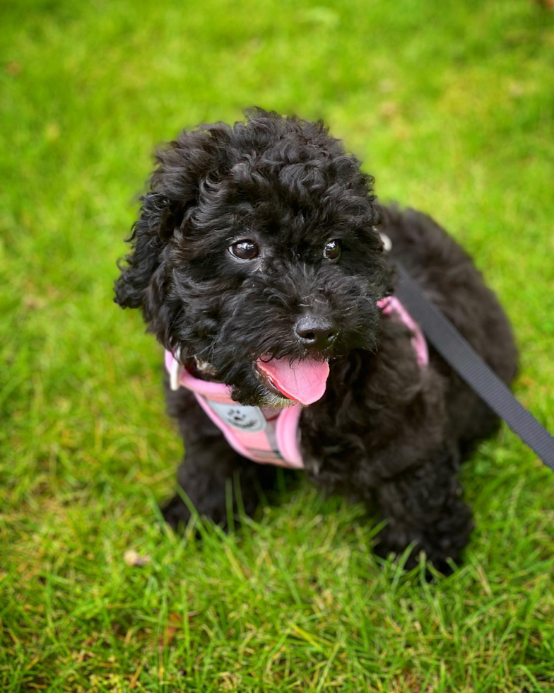 Friendly Havapoo Pup in Atlanta GA