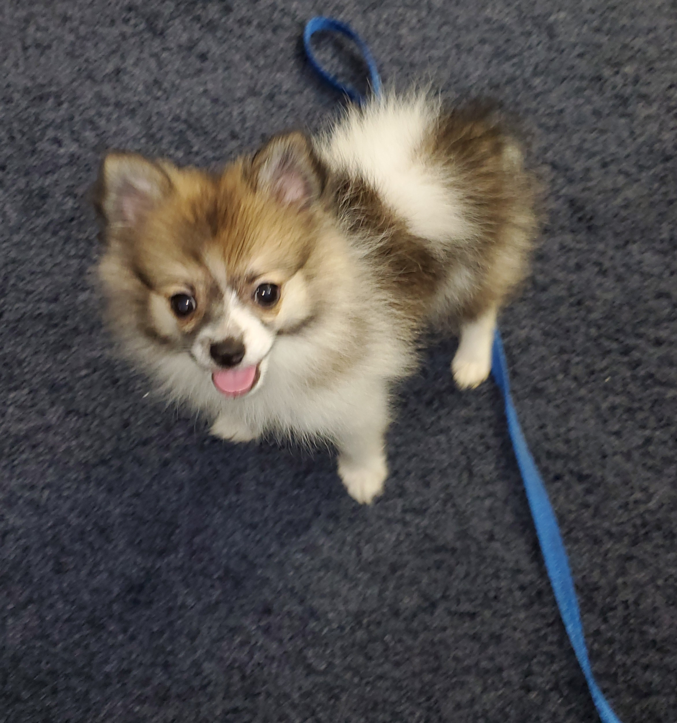 Playful Pomeranian Purebred Pup