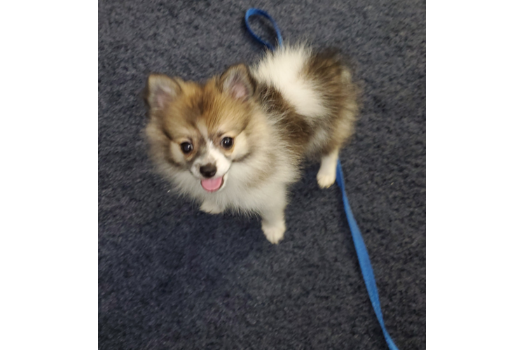 Playful Pomeranian Purebred Pup