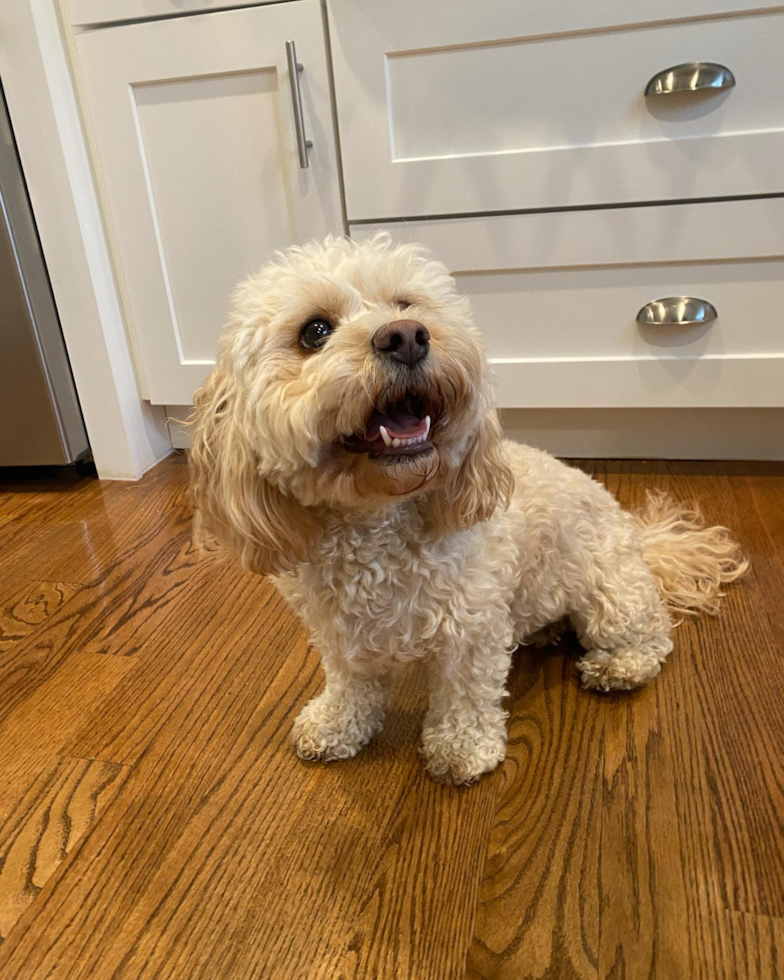 Playful Cavoodle Poodle Mix Pup