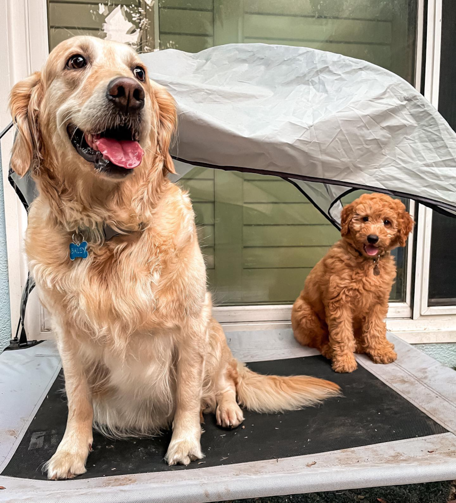 Playful Golden Retriever Poodle Mix Pup