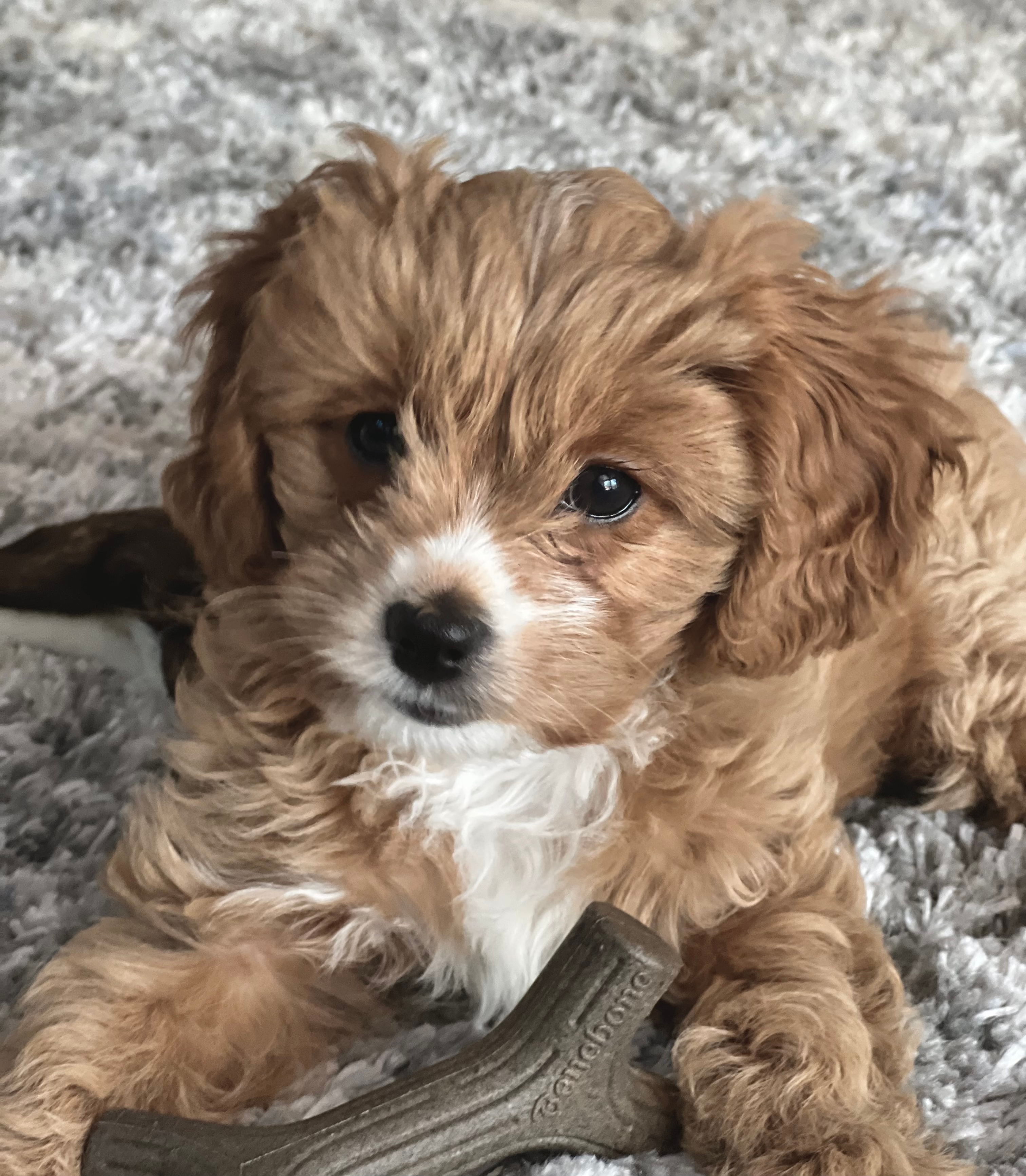 Cavapoo Pup Being Cute