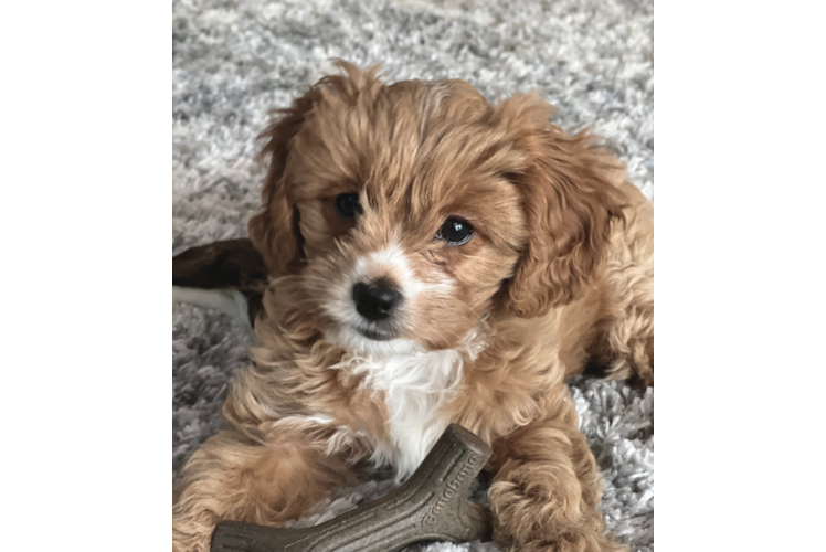 Cavapoo Pup Being Cute