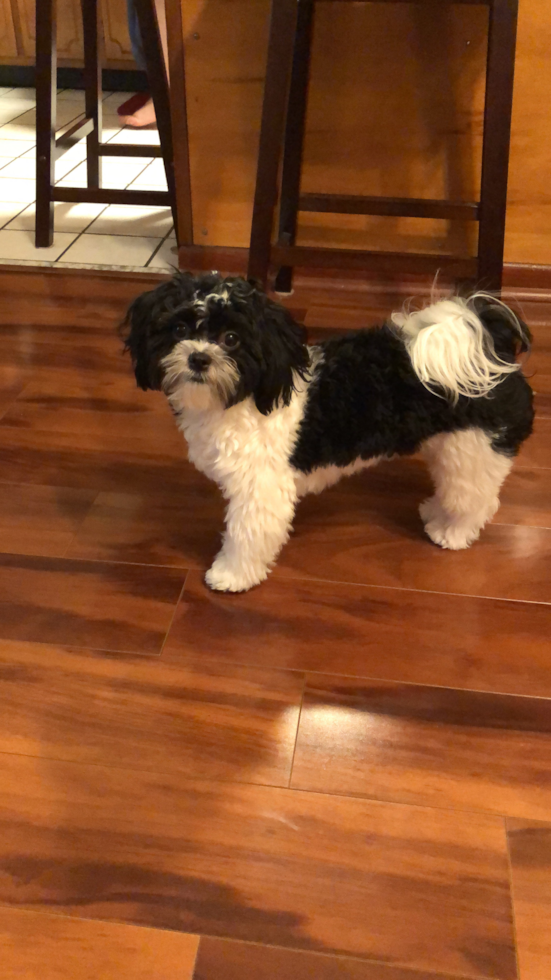 Black and white teddy bear dog hotsell