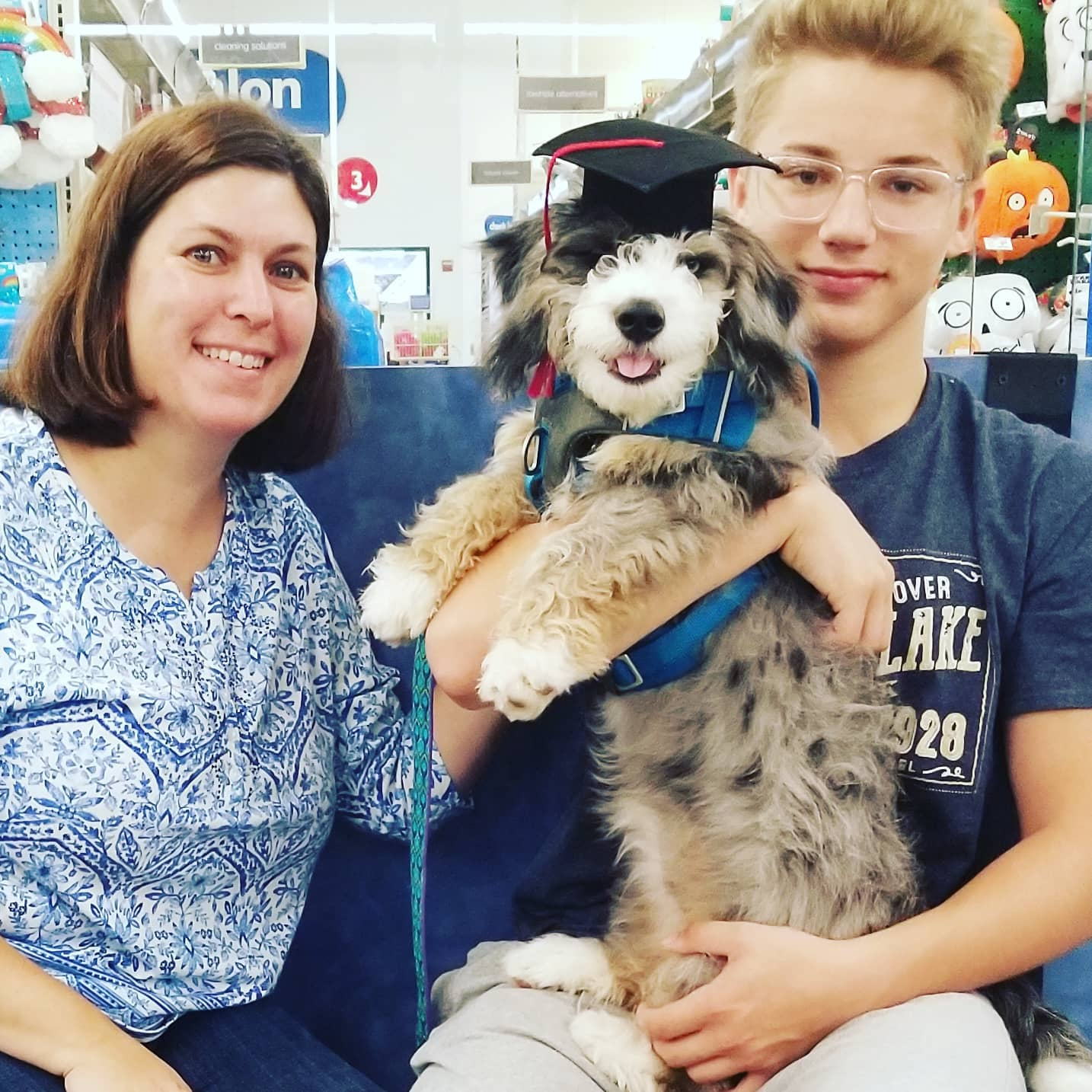 Mini Bernedoodle Puppy for Adoption