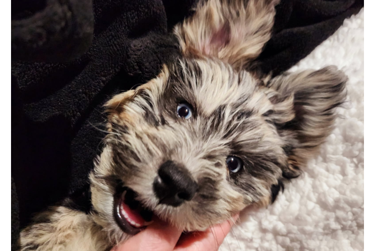 Cute Mini Huskydoodle Baby