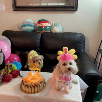 Maltipoo Being Cute