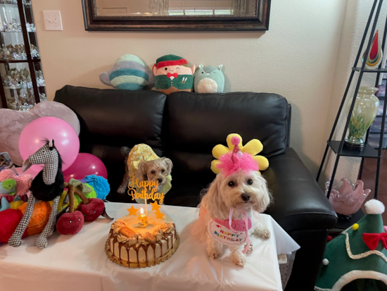 Maltipoo