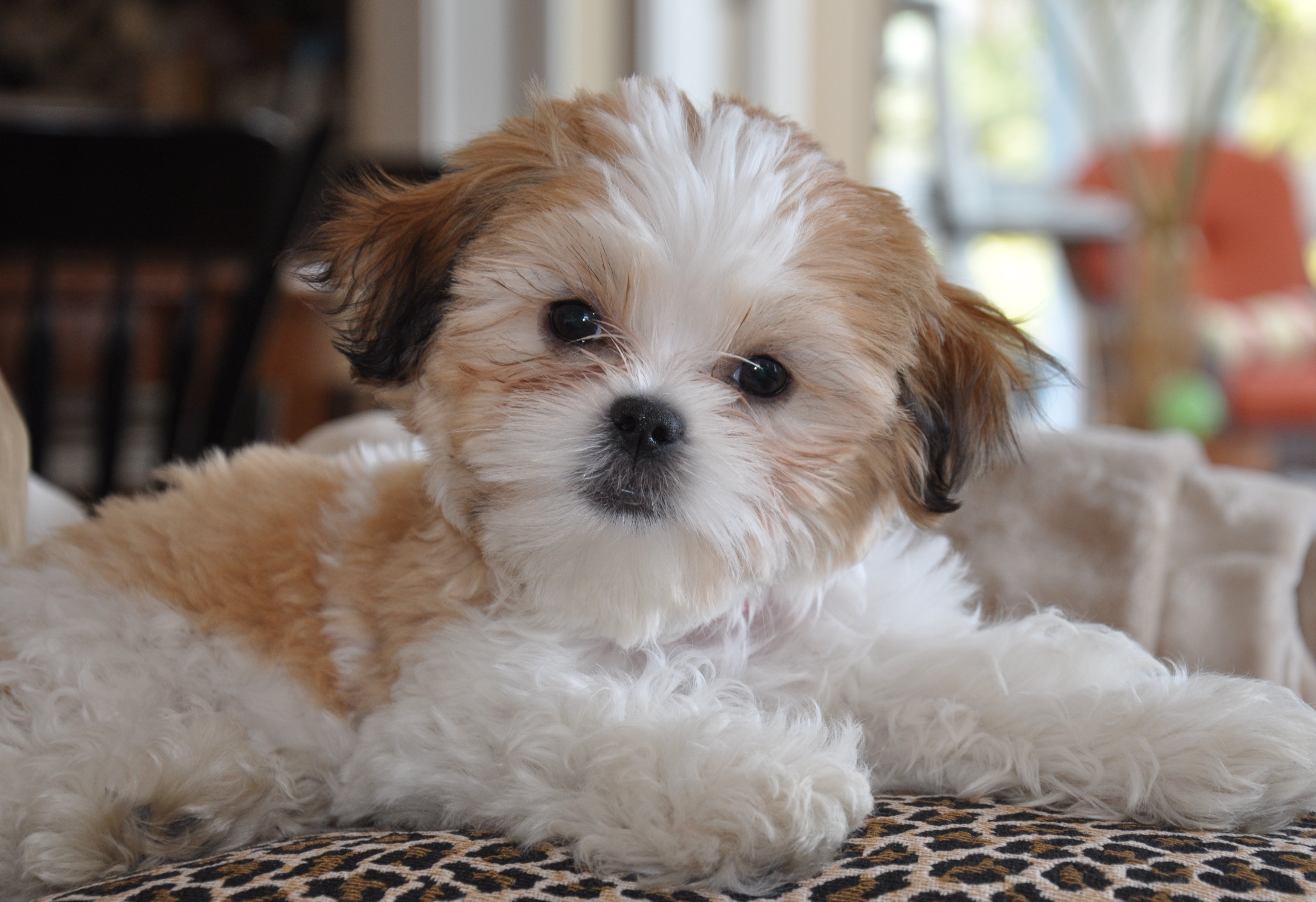 Teddy Bear Pup Being Cute