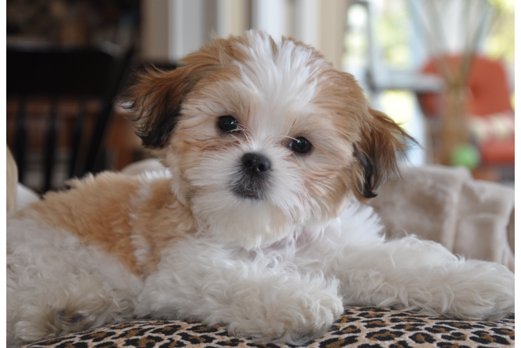 Teddy Bear Pup Being Cute