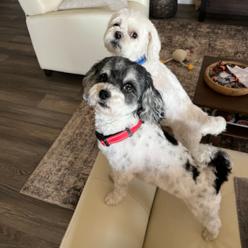 Maltipoo Being Cute