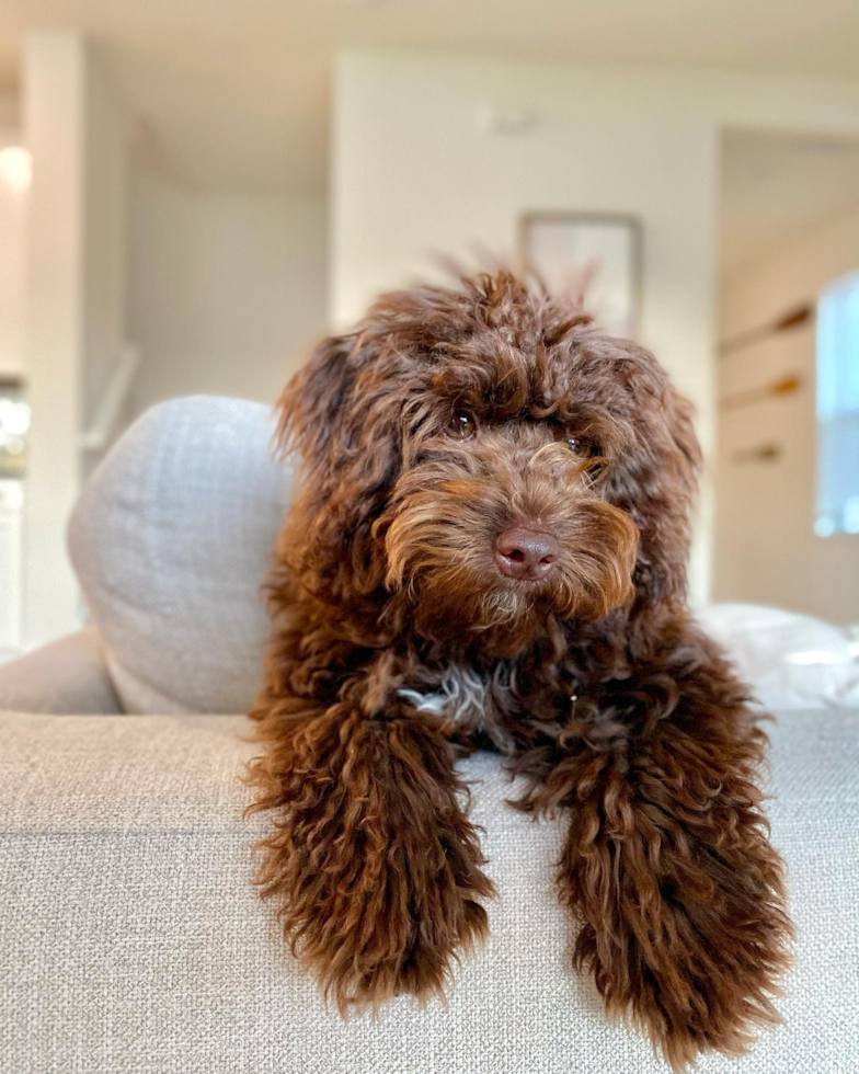 Orlando Mini Labradoodle Pup