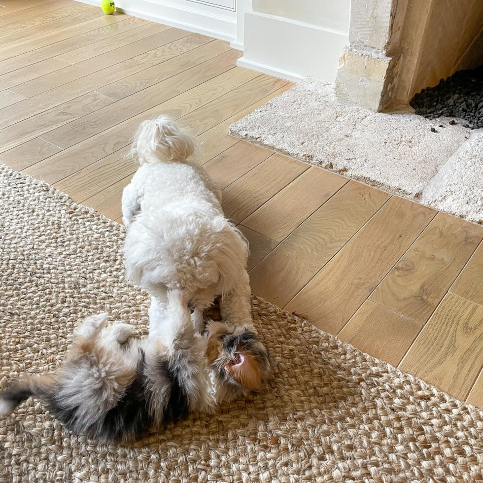 Mini Aussiedoodle Being Cute