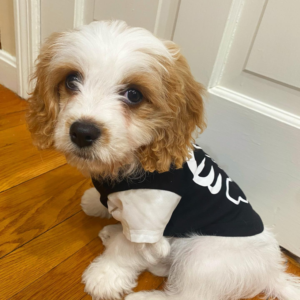 Smart Cavachon Designer Pup