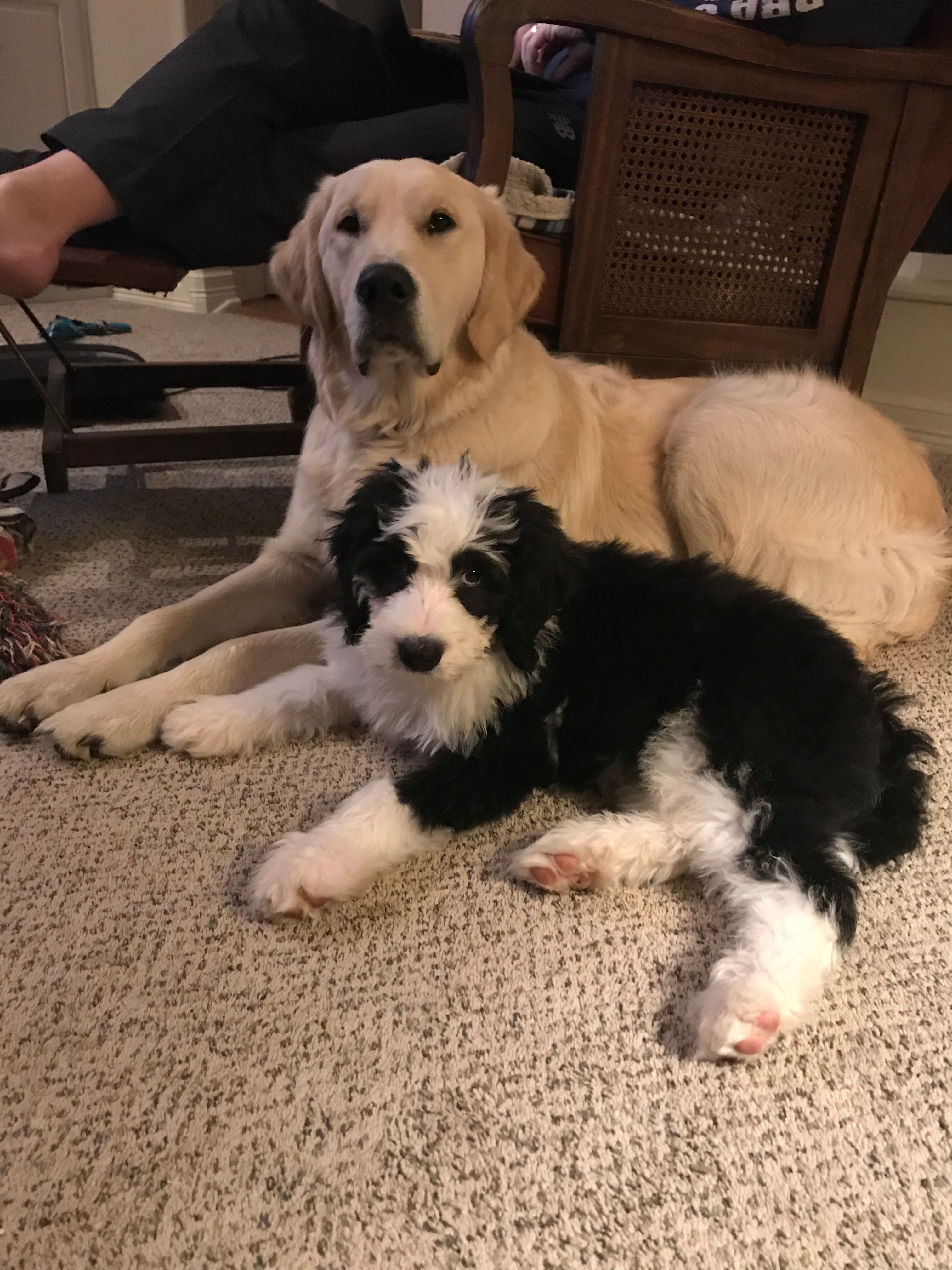 Funny Mini Bernedoodle Poodle Mix Pup