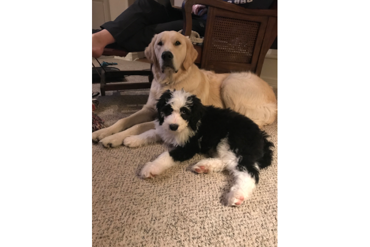 Funny Mini Bernedoodle Poodle Mix Pup