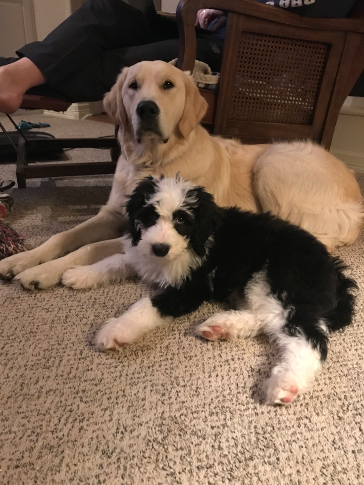 Novi Mini Bernedoodle Pup