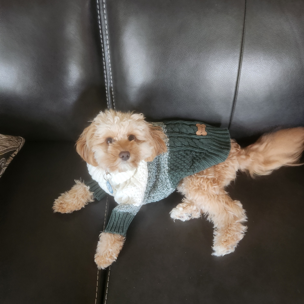 Cavapoo Pup