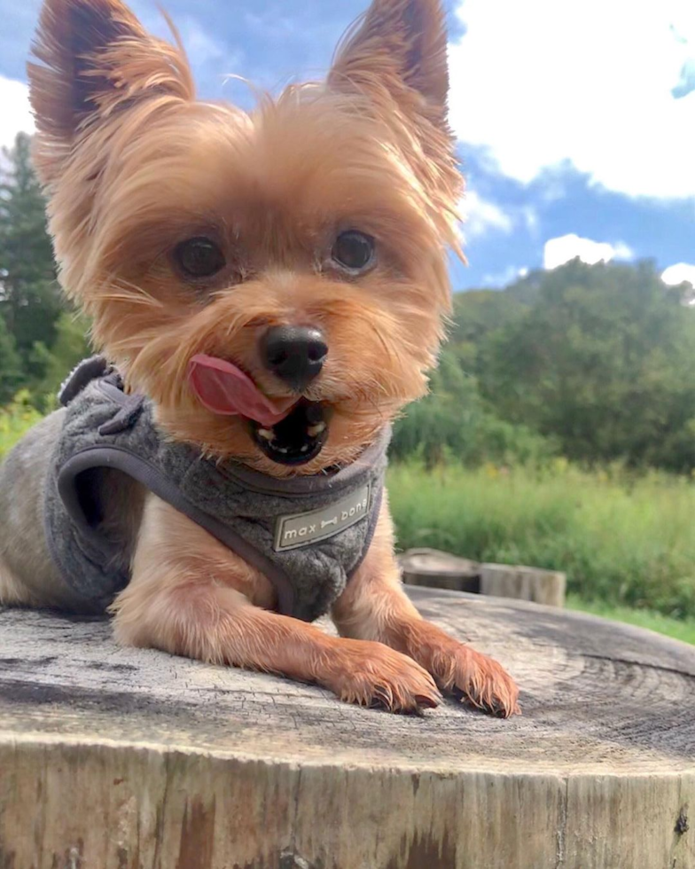 Yorkshire Terrier Being Cute