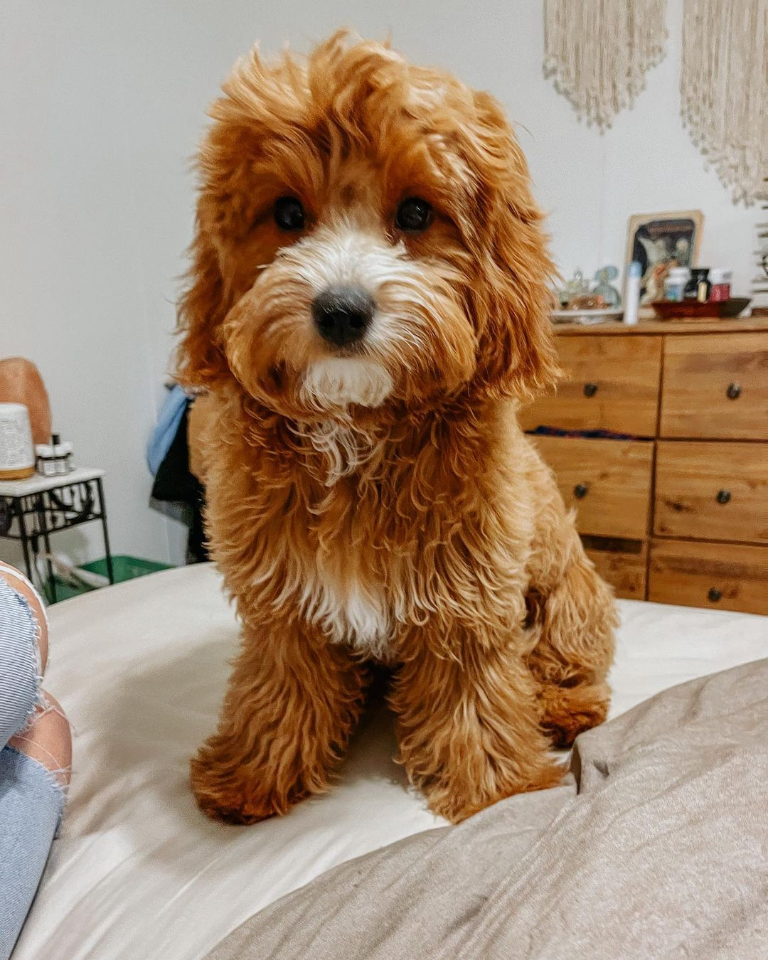 Hypoallergenic Cavoodle Poodle Mix Puppy
