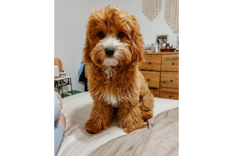 Hypoallergenic Cavoodle Poodle Mix Puppy