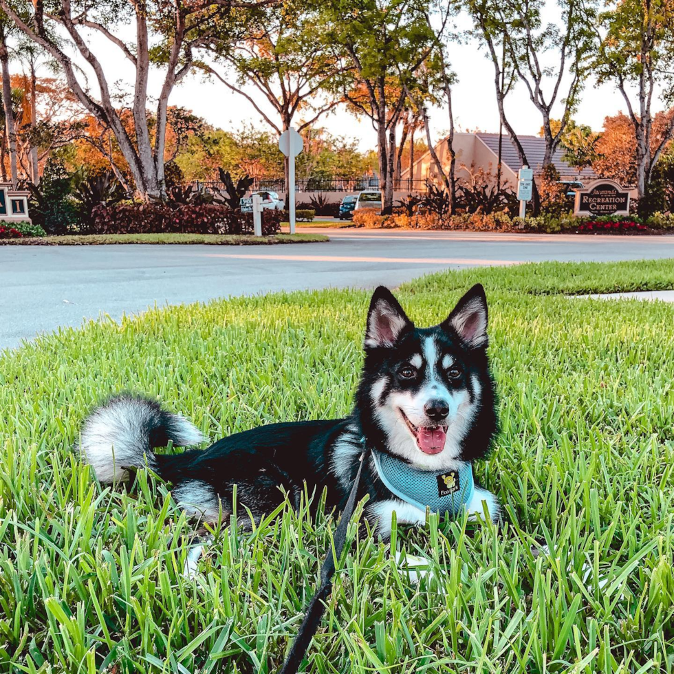 Pomsky Being Cute