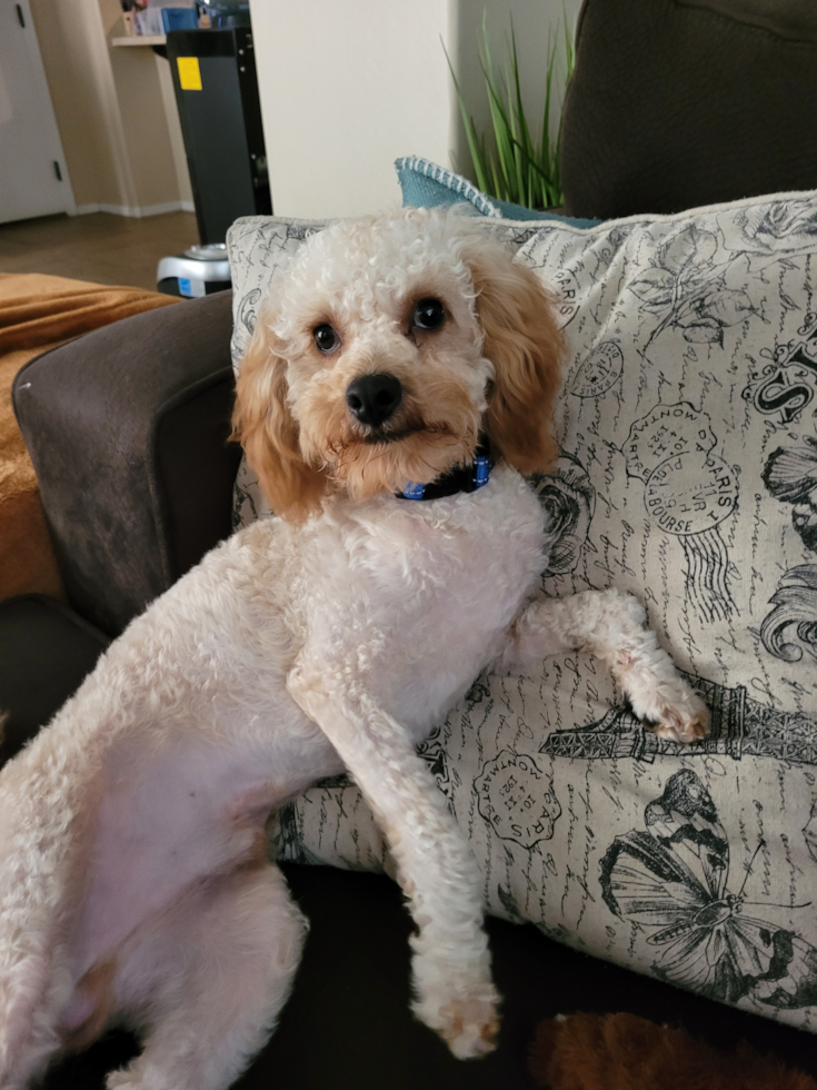 Cavapoo Pup