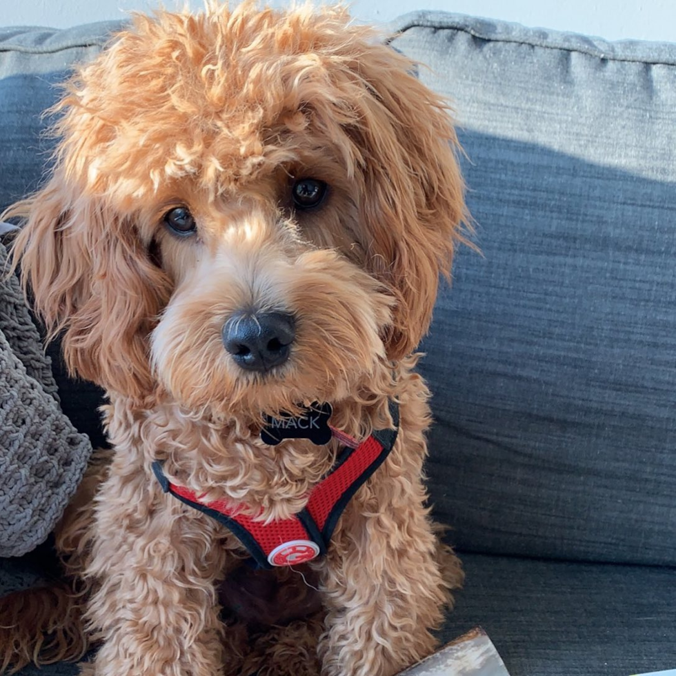 Cockapoo Being Cute