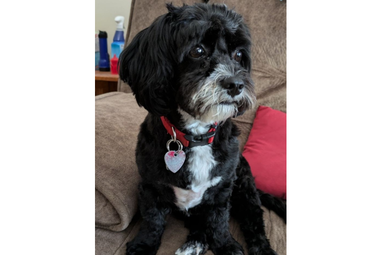 Smart Cavapoo Poodle Mix Pup