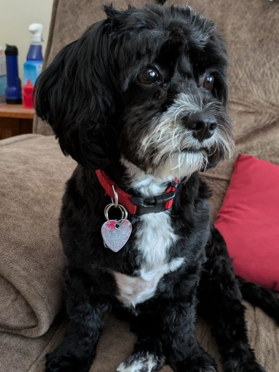 Cavapoo Being Cute